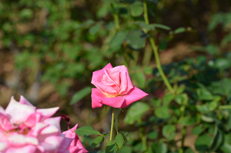 image0243