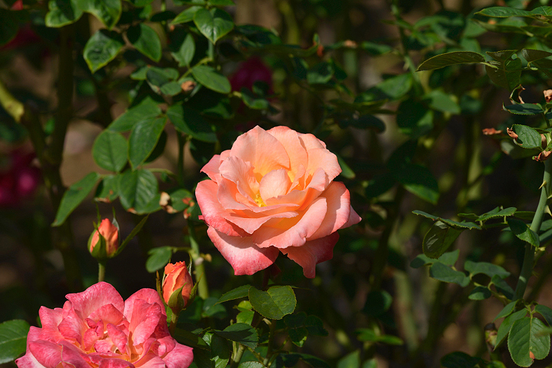 image0245