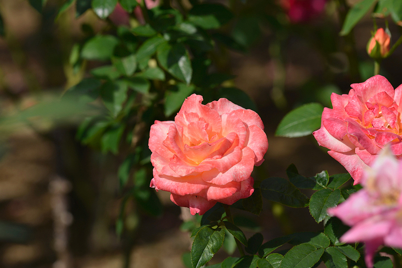 image0246