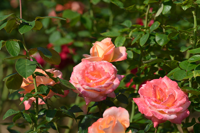 image0247