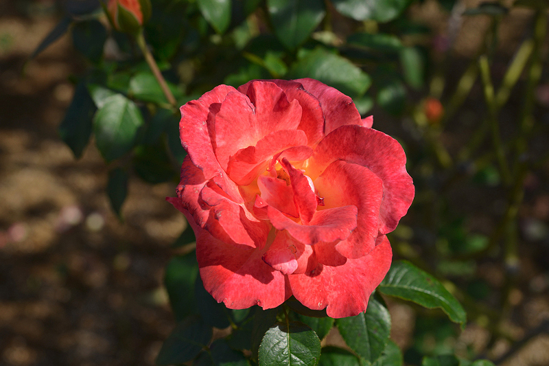 image0249