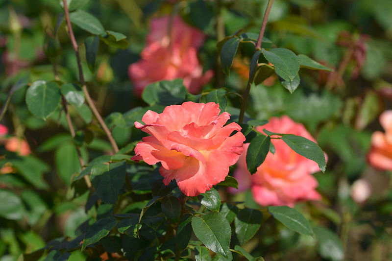 image0252