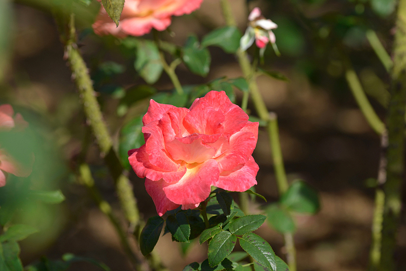image0253