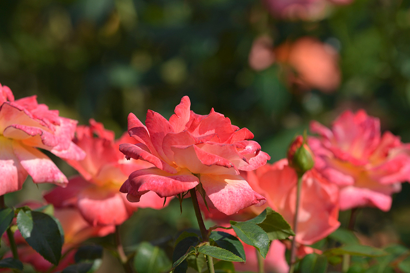 image0254