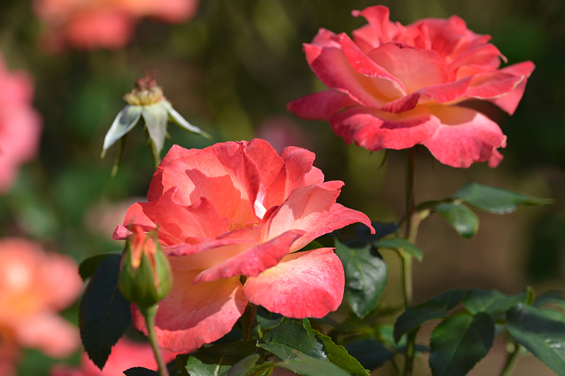 image0255