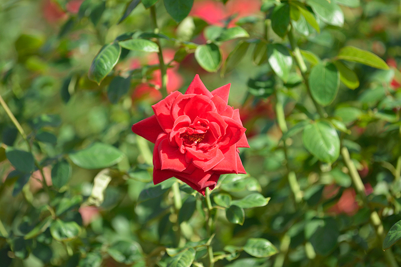 image0257