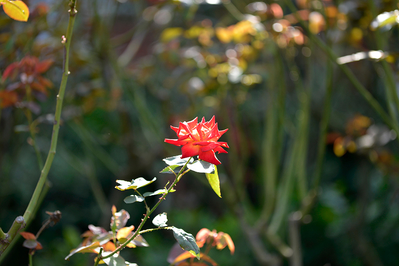 image0259