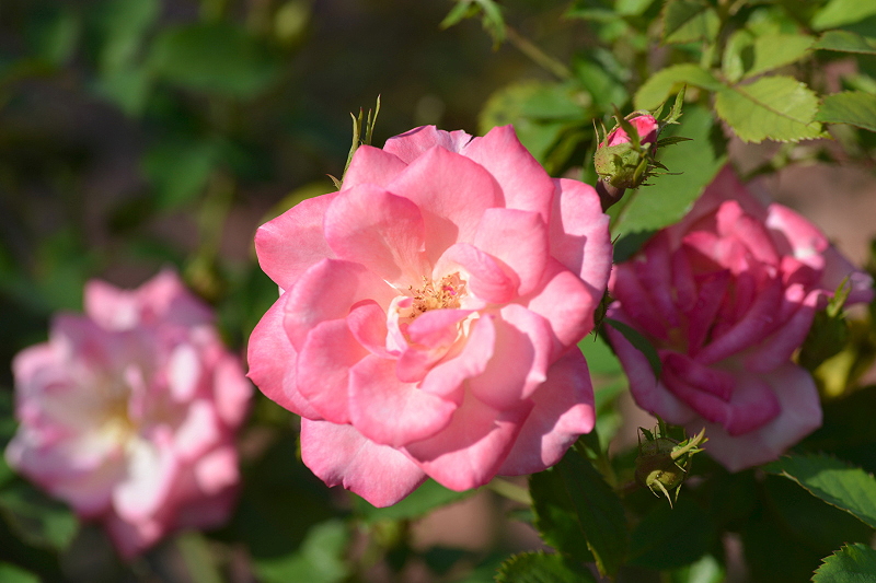 image0260