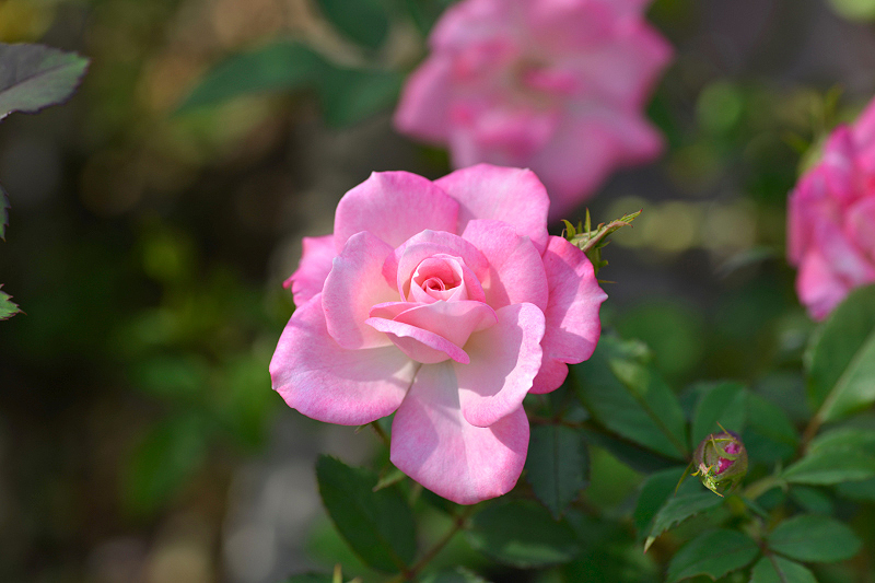 image0261