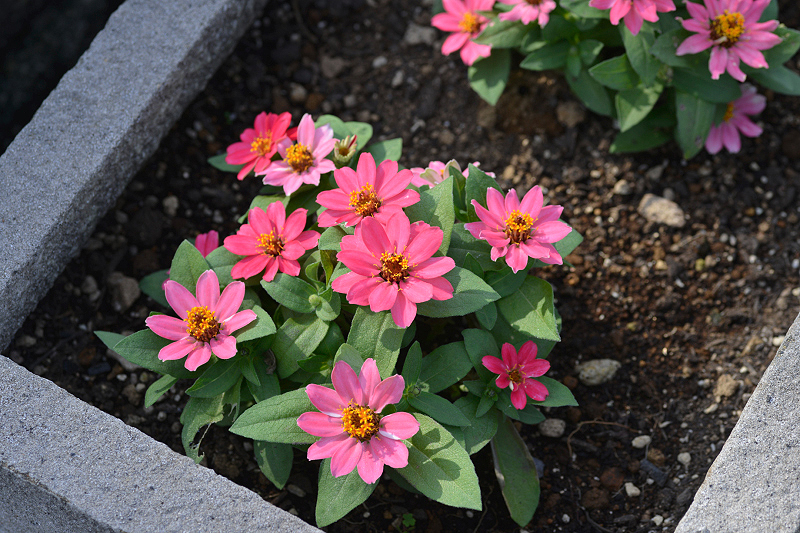 image0263