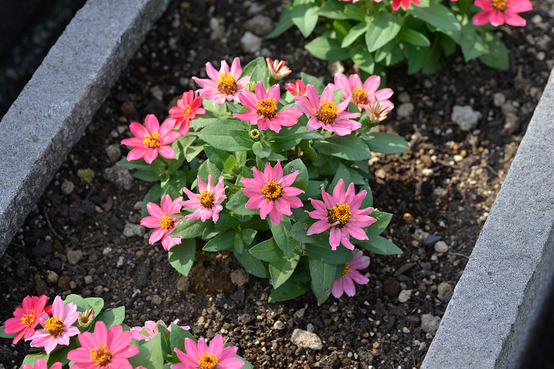 image0264