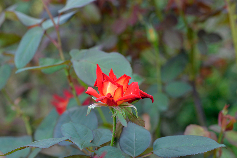 image0268
