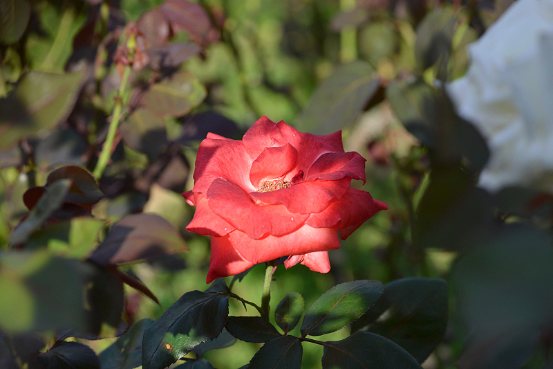 image0269