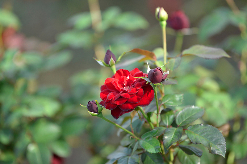 image0270