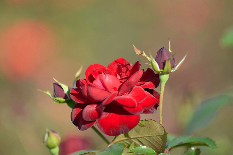 image0271