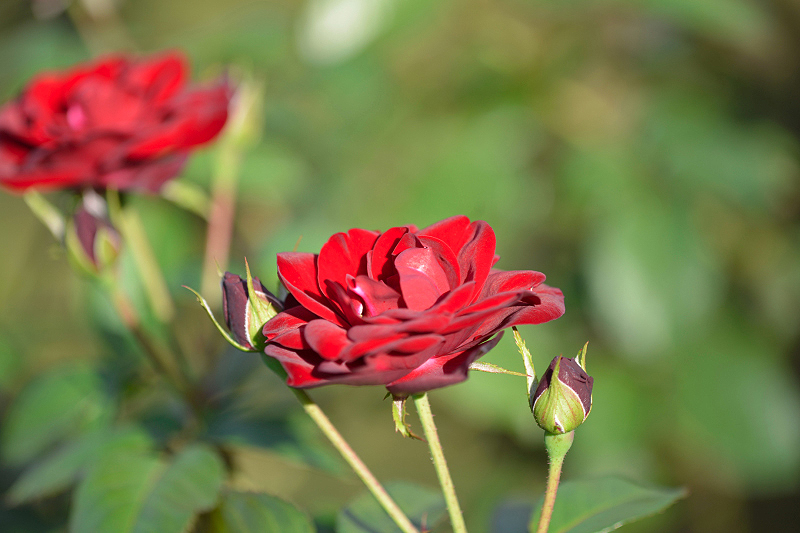 image0272