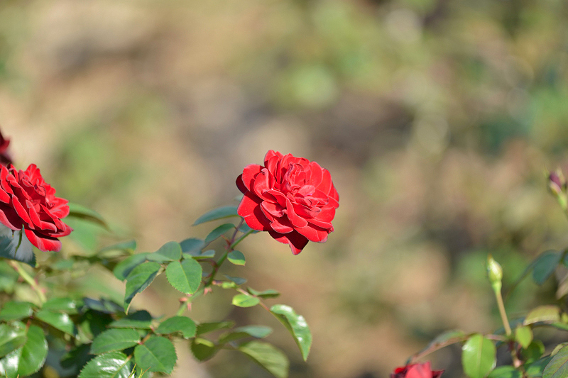 image0276