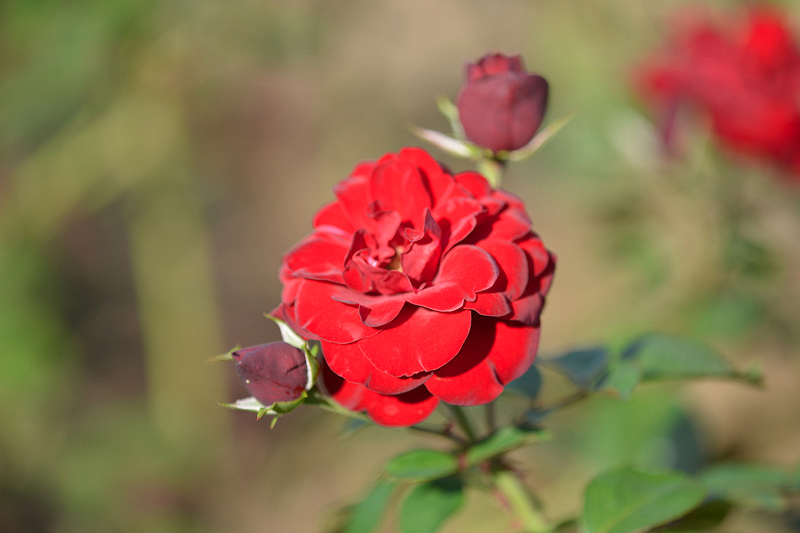 image0278