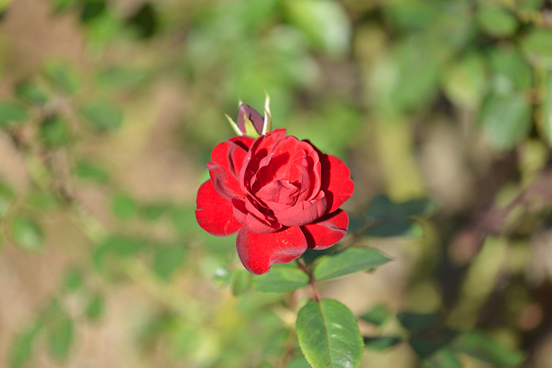 image0279