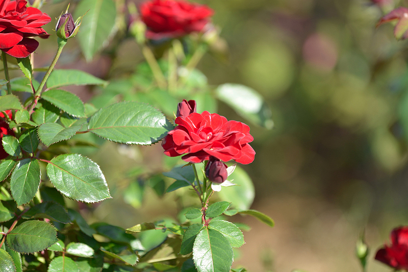 image0288