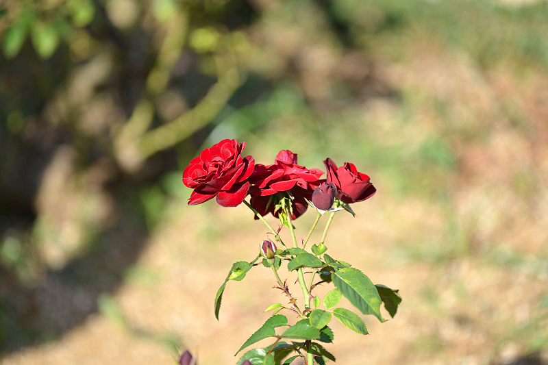 image0290