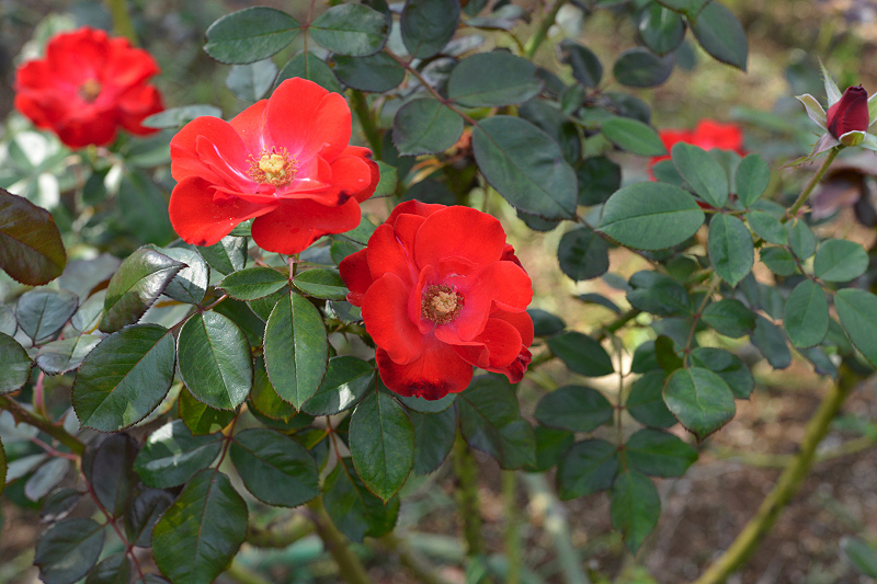 image0293