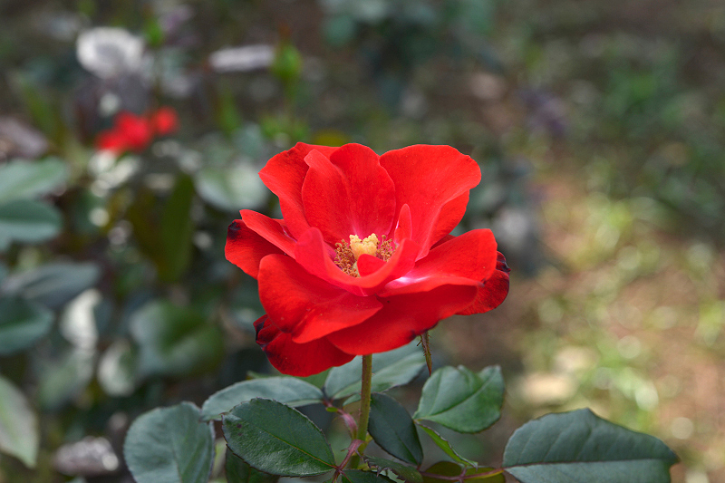image0294