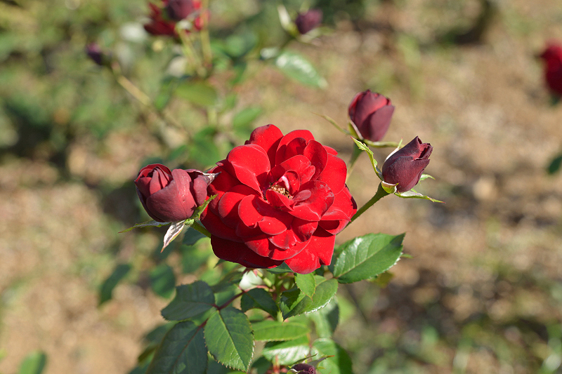 image0295