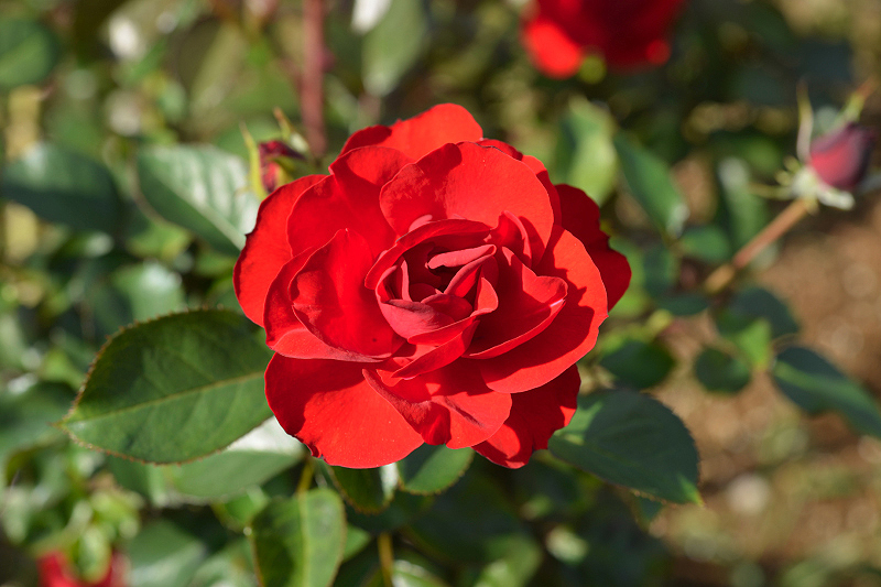 image0296