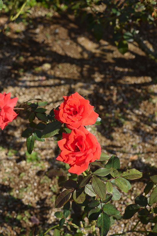 image0298
