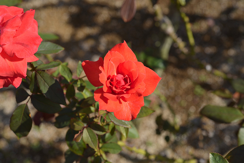 image0299