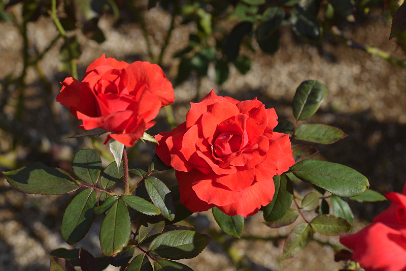 image0300