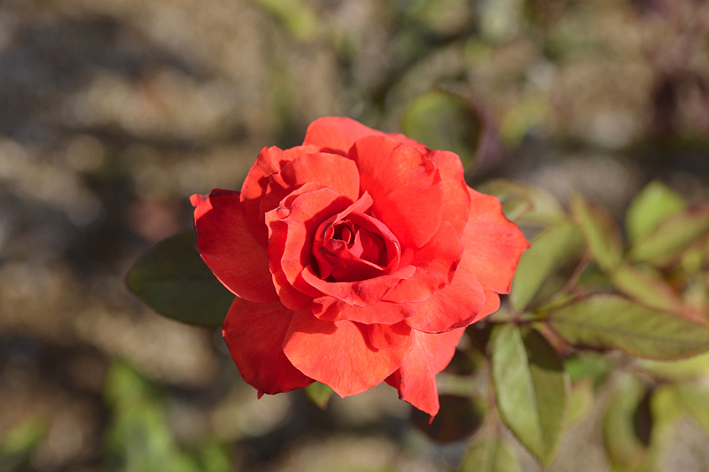 image0306