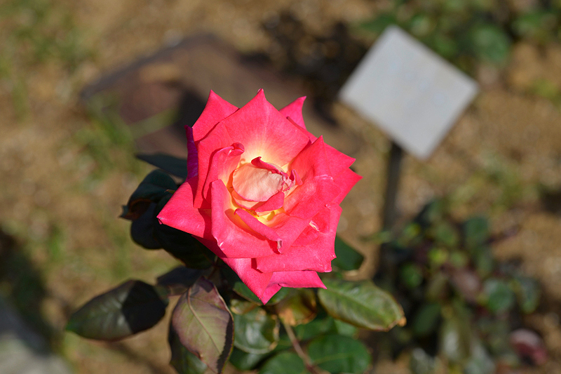 image0309