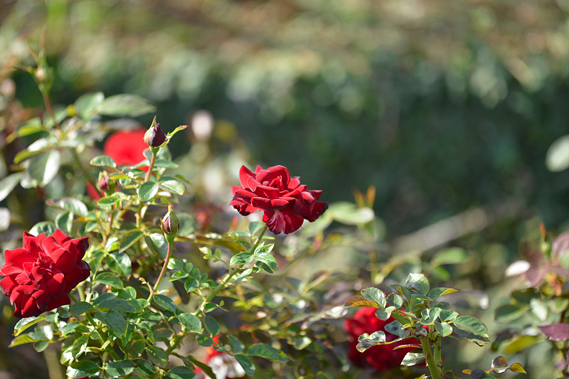 image0310