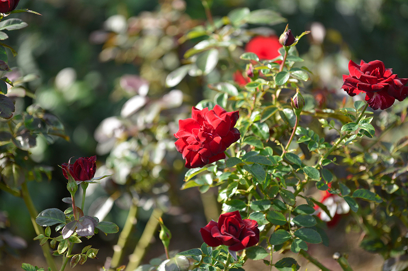 image0311