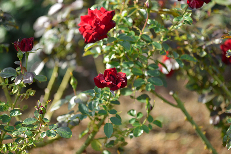 image0312