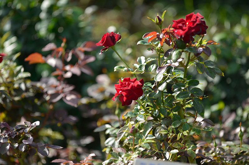 image0314