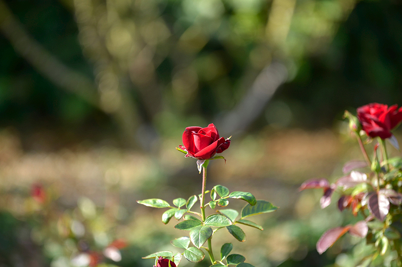 image0316