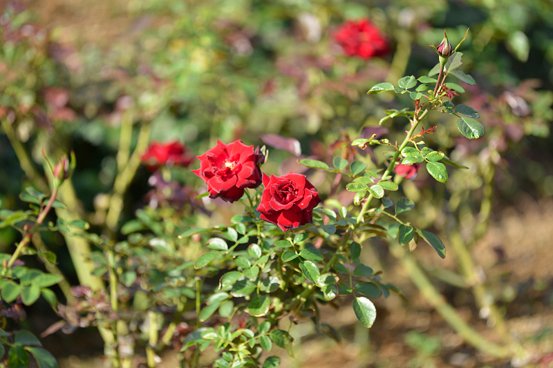 image0318