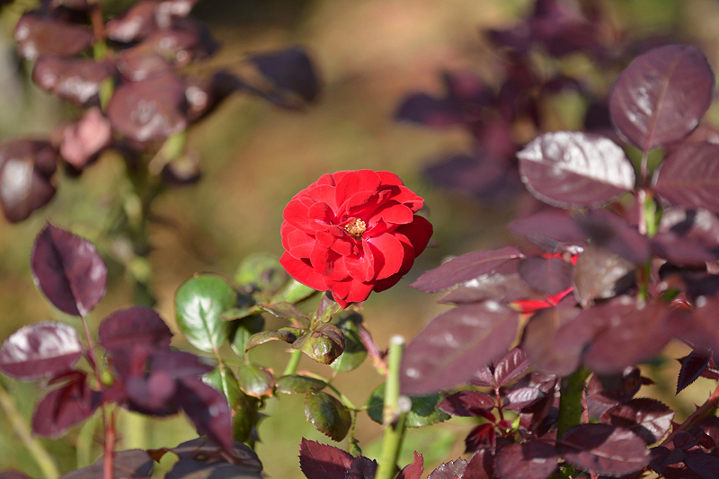 image0321