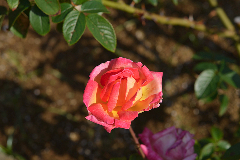 image0323