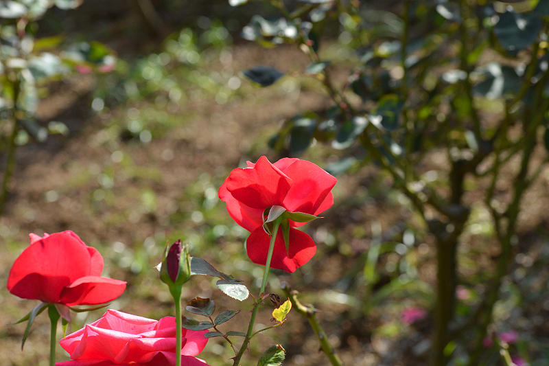 image0329