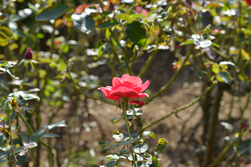 image0331