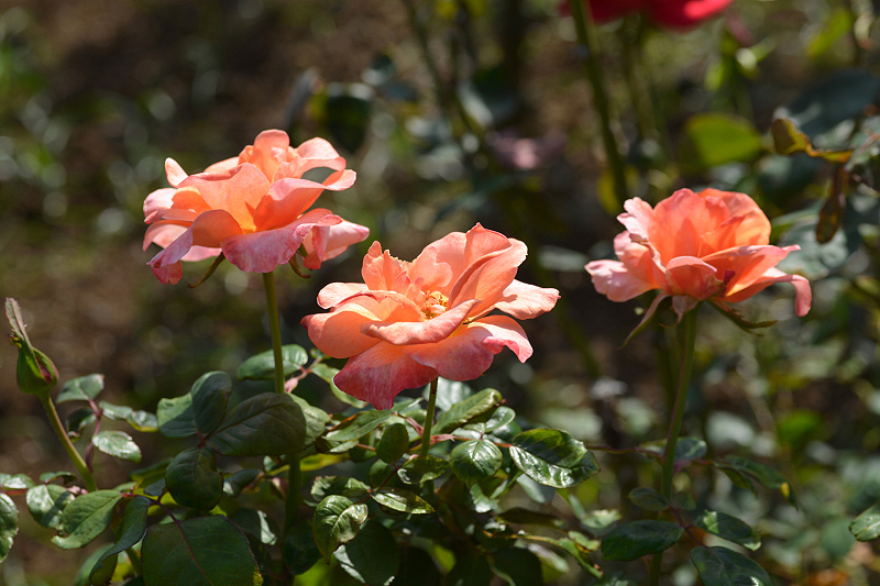 image0332