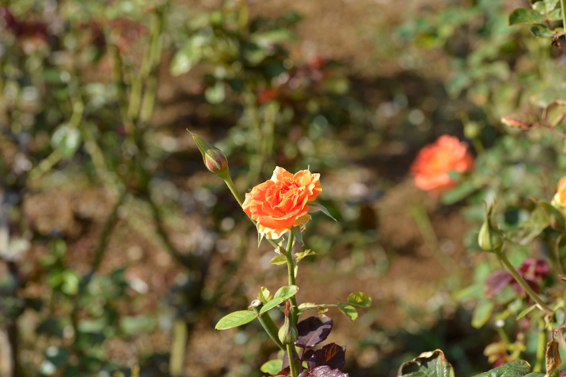 image0336