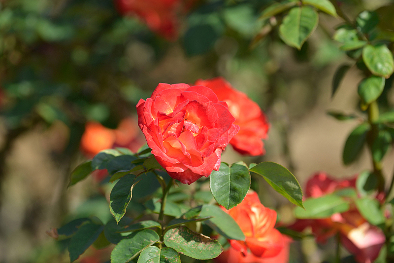 image0337