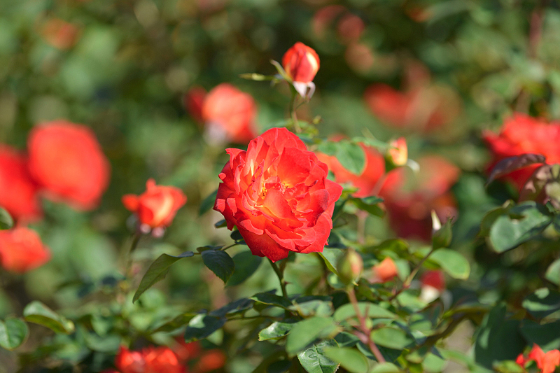 image0338