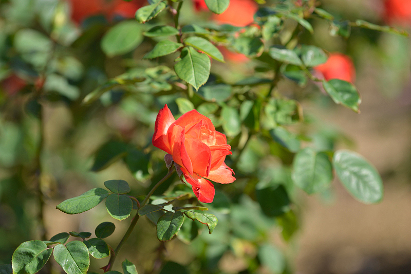 image0341