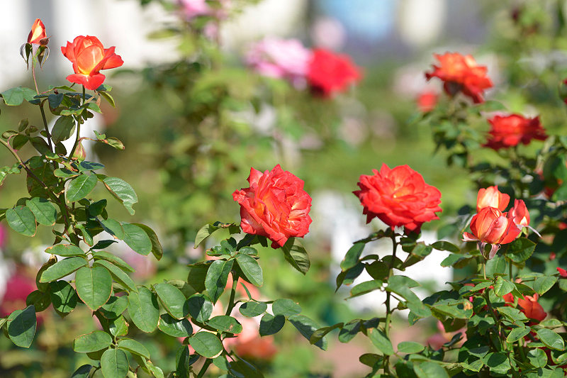 image0343
